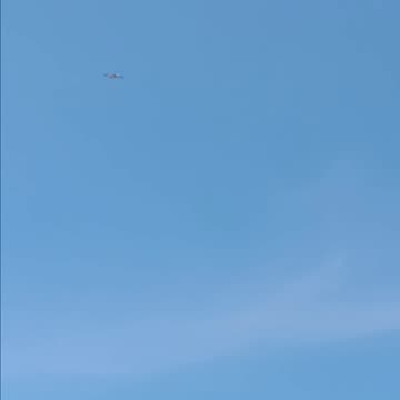 Osprey kissena park.