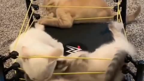 CAT WWE 😂😂 | Cat Fight in Ring | Cat take there revenge