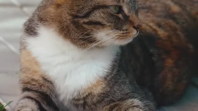 Omg So --Cute And Funny Cat Video 2021। Cat Lovers Video Part 1