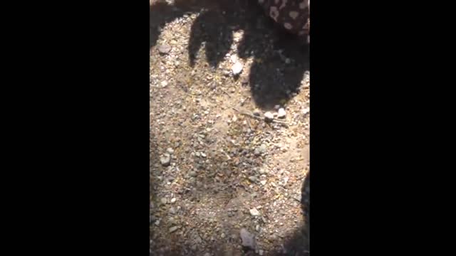 A lizard