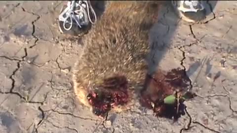 Groundhog Hunt 17 .243 win