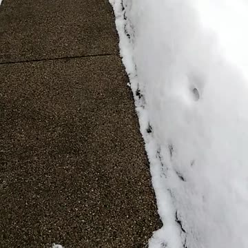 Daisy The Dog Playing In The Snow