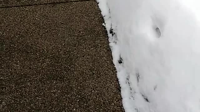 Daisy The Dog Playing In The Snow