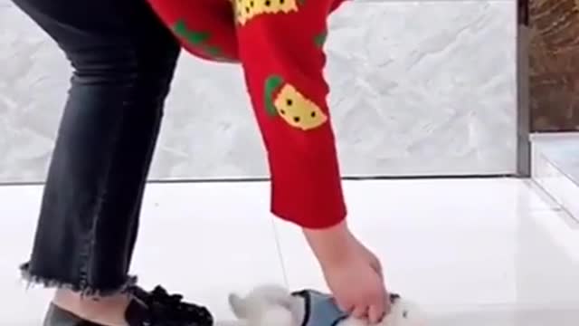 cute small dog and chill