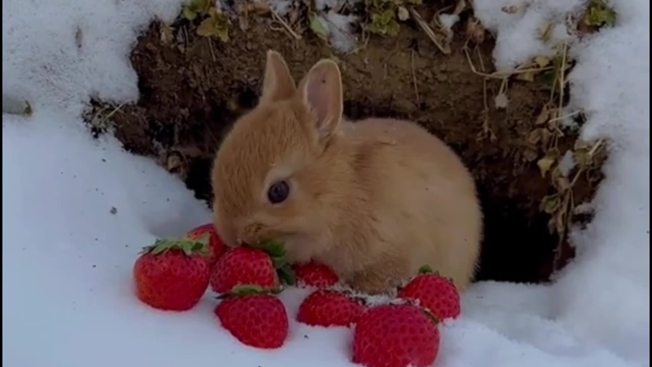 Rabbits eats strawberries 🍓 1🐰🐰