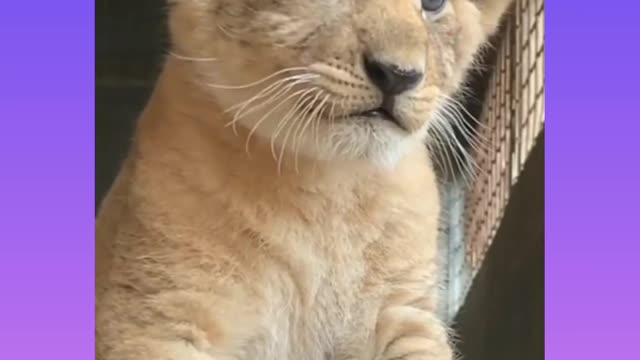 CUTE KITTENS PLAYING WITH BIRD