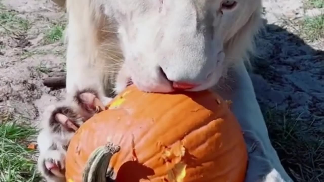 Big Cat Pumpkin Carving!