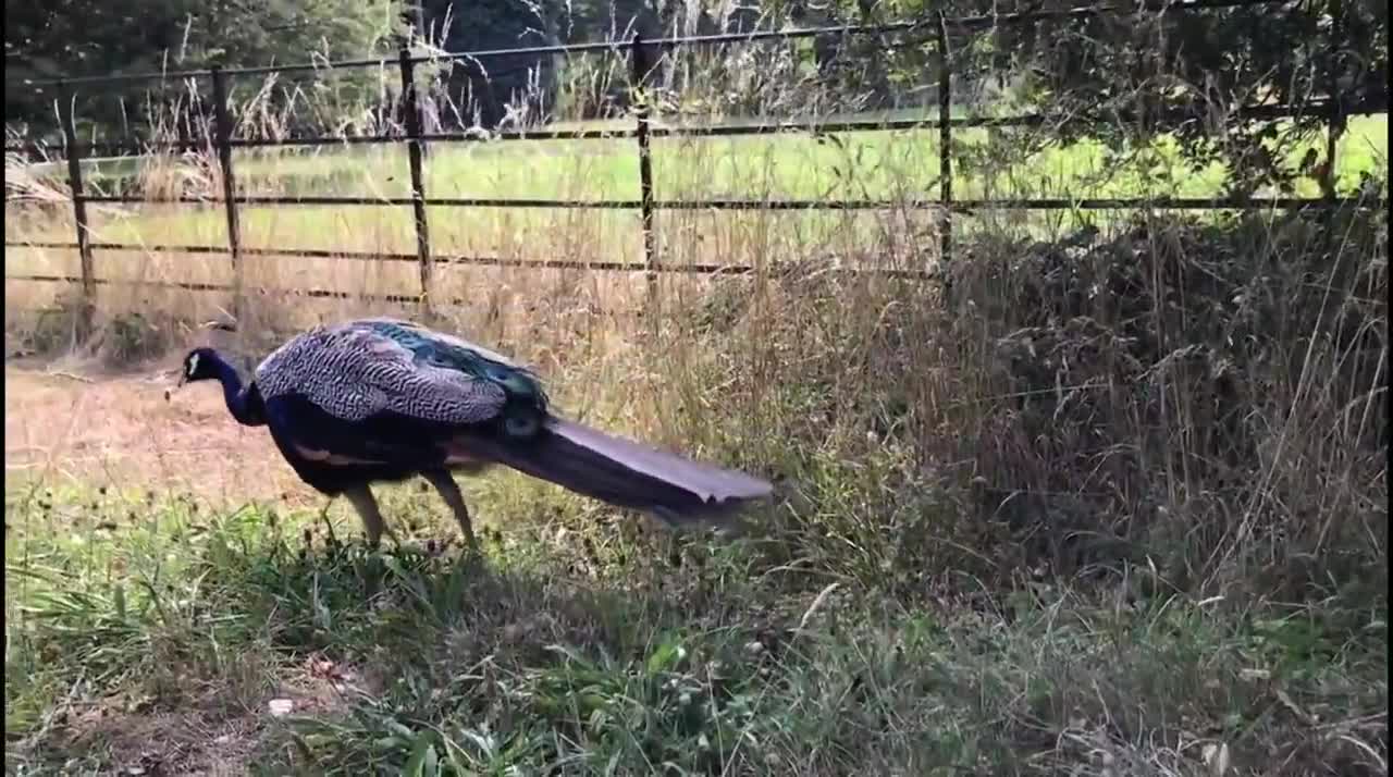 Peacock and peahen sounds effects ❣️