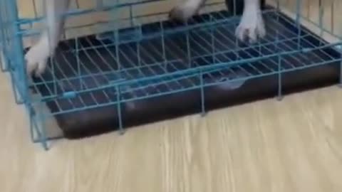 Dog Versus Cage