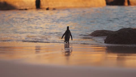 Cute Penguin - Learning to Swim