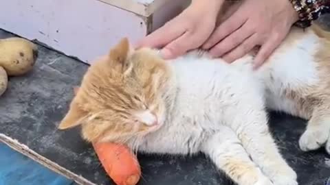 Sleeping on the job with his little pillow