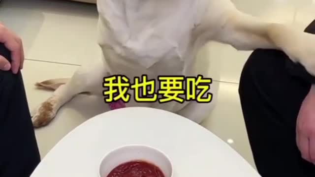 Dogs Eating Funny Videos