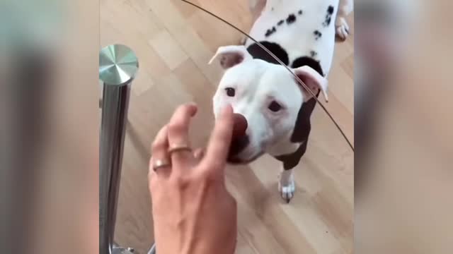 Dog trying to eat biscuit🤣🤣 funny videos