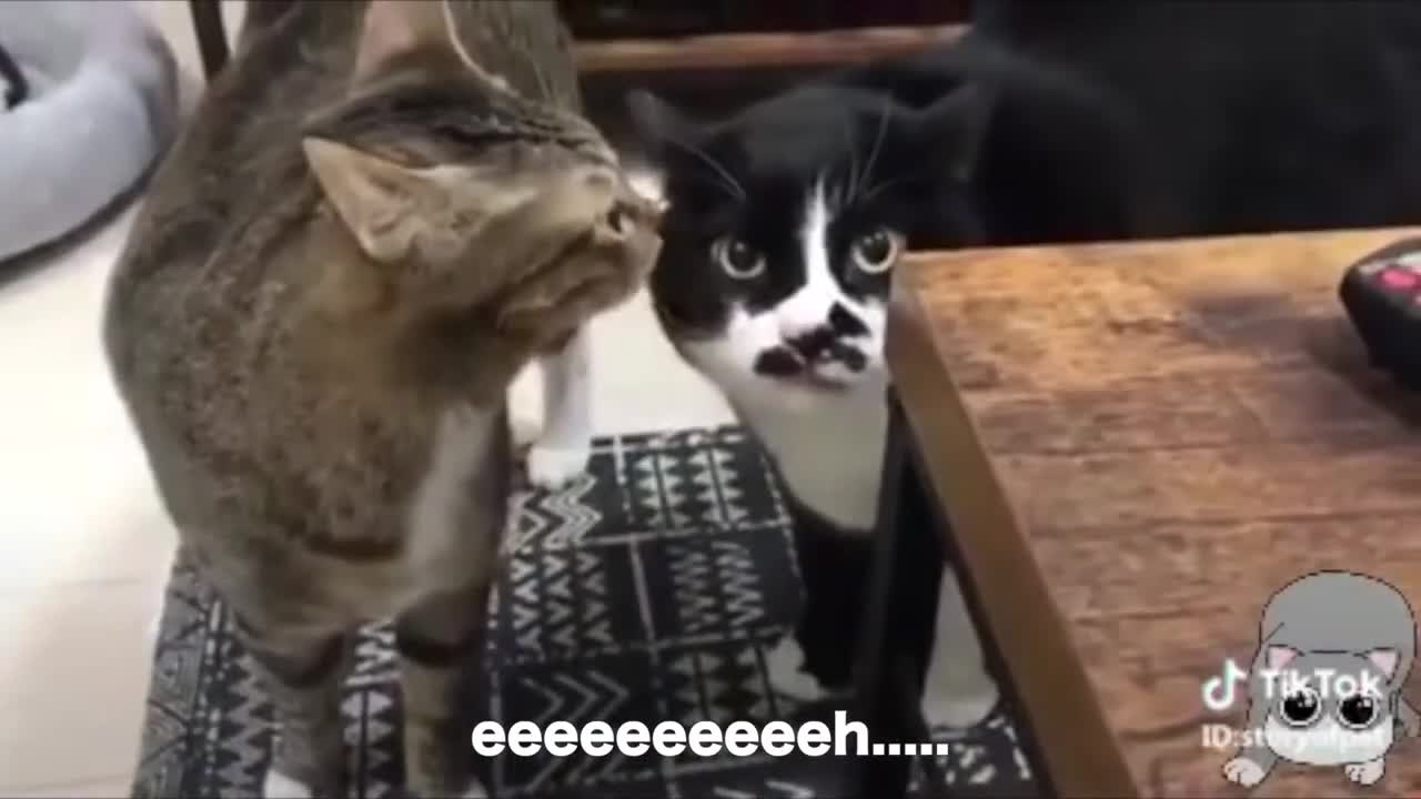 Hilarious Cats Talking