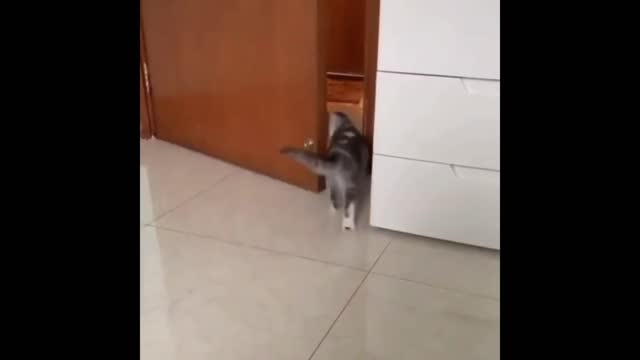 Funny cat dance #pet