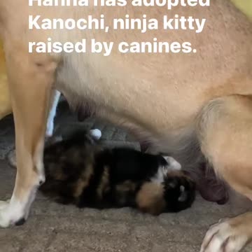 Anatolian Mastiff with fierce maternal instincts