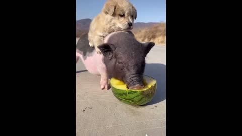 Funny Video. Dog Riding a Pig