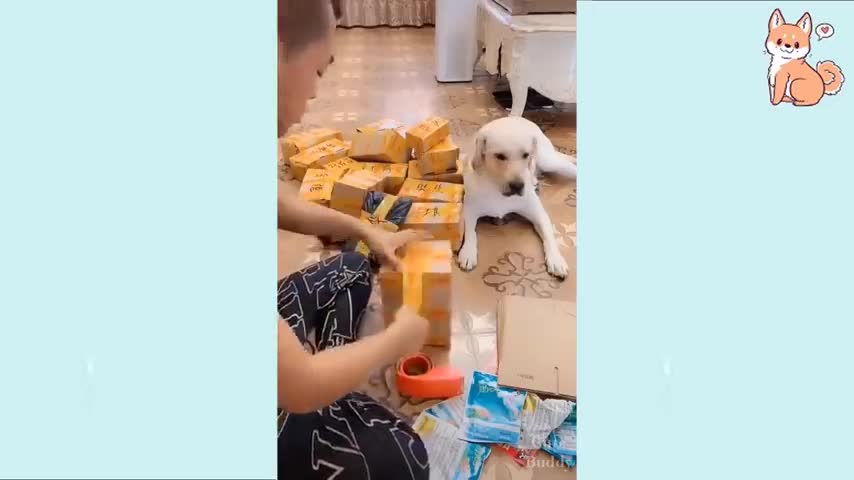 You will laugh at all the DOGS 🤣 Funny DOG Videos