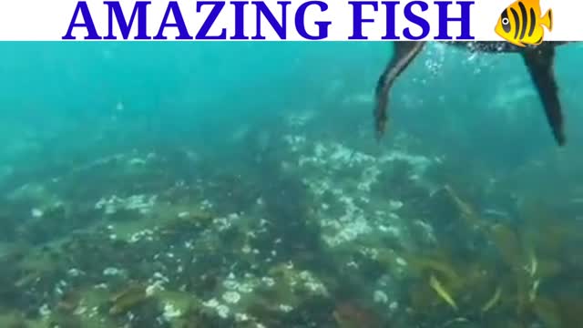 Amazing fish video