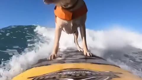 Pro Surfer