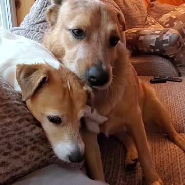 Big dog puts little dog in headlock