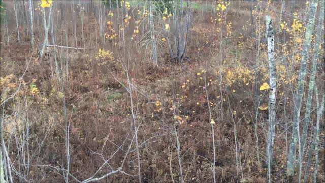 Bow hunting 2017