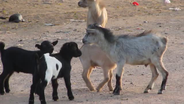 FUNNY VIDEO, DOG NEARLY FIND ITSELF IN TROUBLE FOR INTERRUPTING GOAT FAMILY PLAY