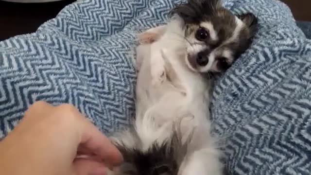 “rottendog, spoiled, mylittlesis”