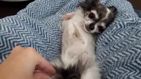 “rottendog, spoiled, mylittlesis”