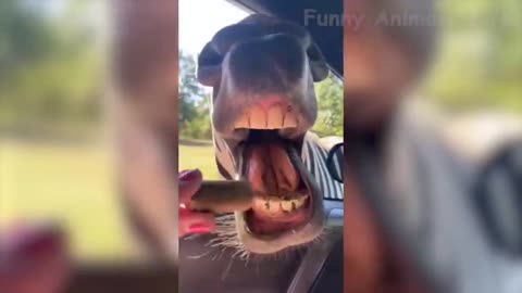 Best funny pet videos