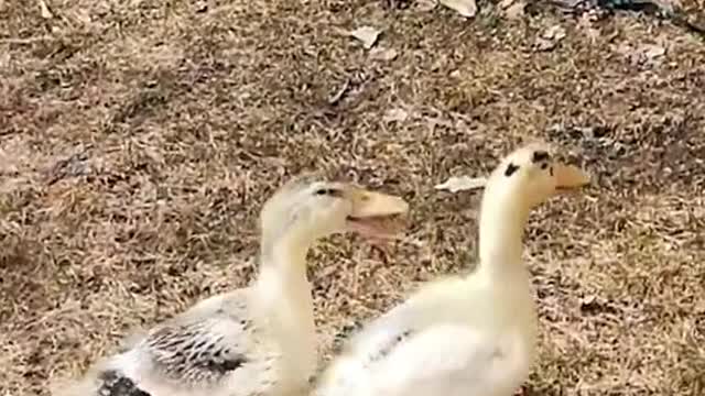 🐣🐥🦆