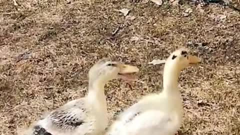 🐣🐥🦆