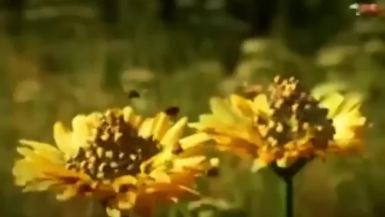 Insected. Animations