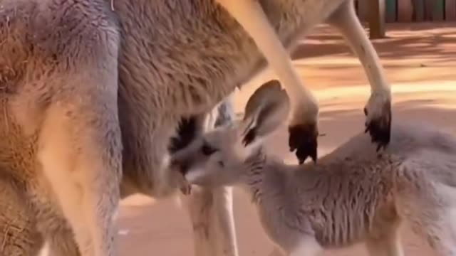 Oh, the little guy's so cute. It must have hurt to drill so many times and still not get in