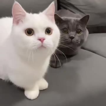 Let's dance 🤣/these cats are dancing well