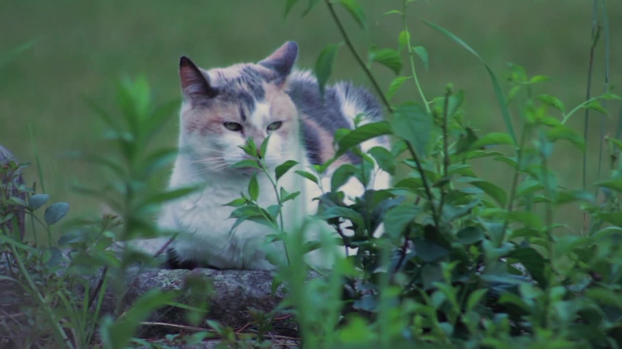 Polite cat.