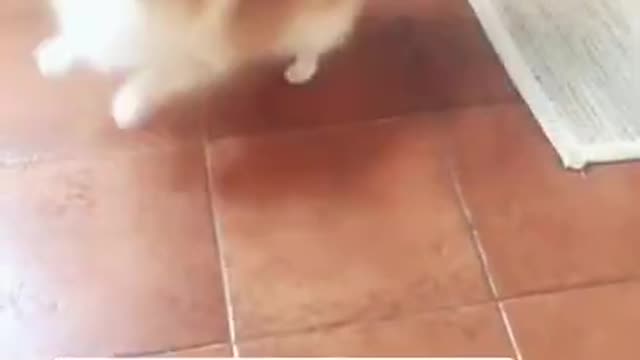 OMG |😲 THESE DOGS ARE SO 🐶 Ultimate Baby Dog |🐕SMART AND FUNNY ||🤣Funny Dog Videos 2021🤣 🐶|