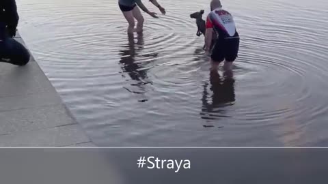 Kangaroo Shake Hands with Humans after being Saved (Australia)