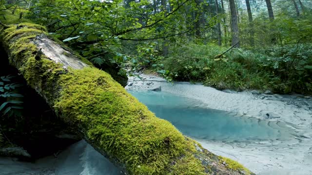 Beautiful satisfying nature, forest water and fish