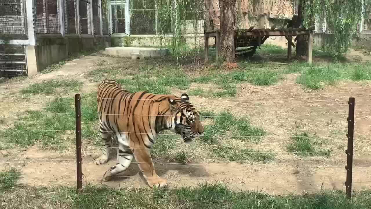 I'm so scared that this tiger will jump out and attack me!