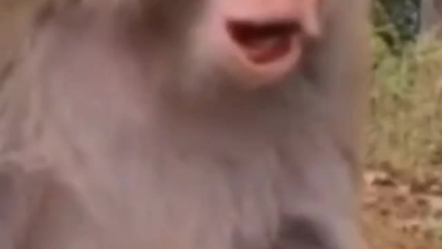 Funny monkey 😂 monkey comedy funny 🔥video