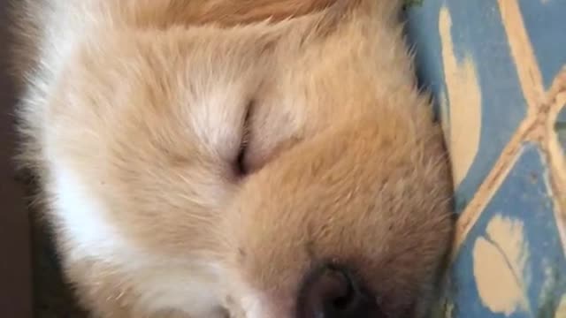 Brown puppy sleeping on blue carpet