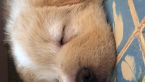 Brown puppy sleeping on blue carpet