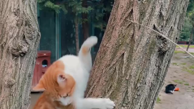 New Amazing cat funny video 2021