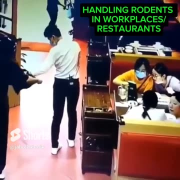 HANDLING RODENTS 🌞 IN WORK PLACES AND RESTAURANTS NEEDS PROFESSIONALISM#rodents #funny #restaurant