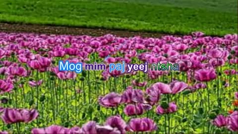 kbkaraokeking Paj Yeeb Nthsa hmong Lis Txos