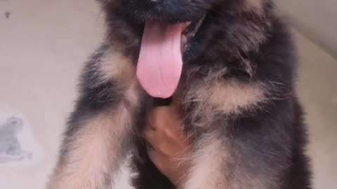 German Shepherd