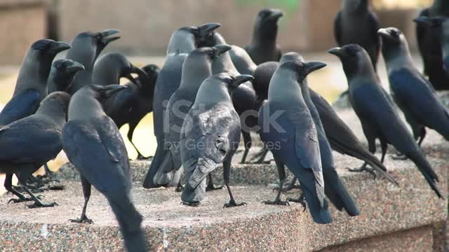 Crows Sitting Together On Floor Stock