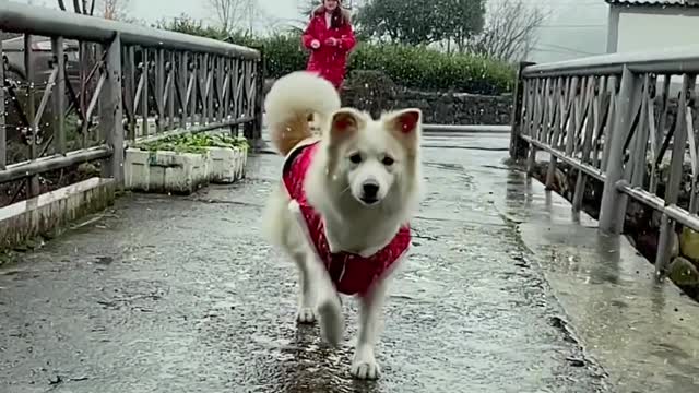 Dog on a snowy day