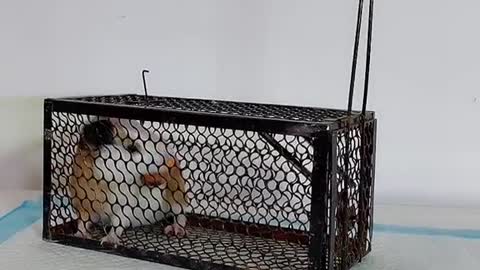 Catch a little hamster